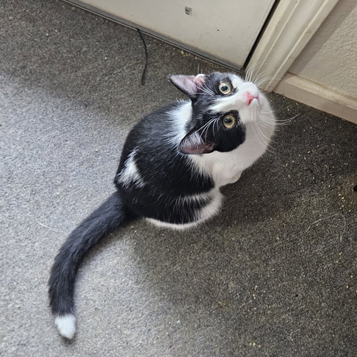 picture of the cat needing adoption