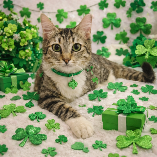 picture of the cat needing adoption
