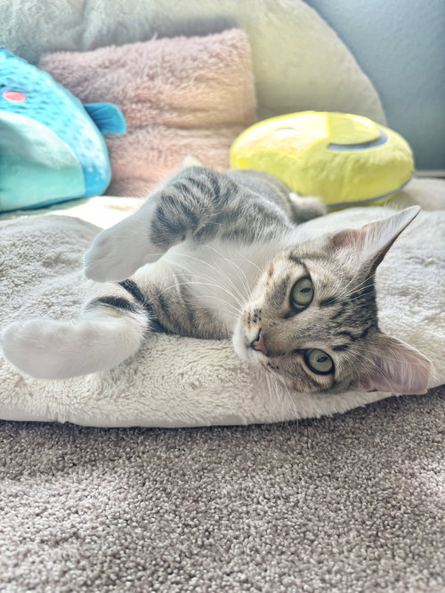 picture of the cat needing adoption