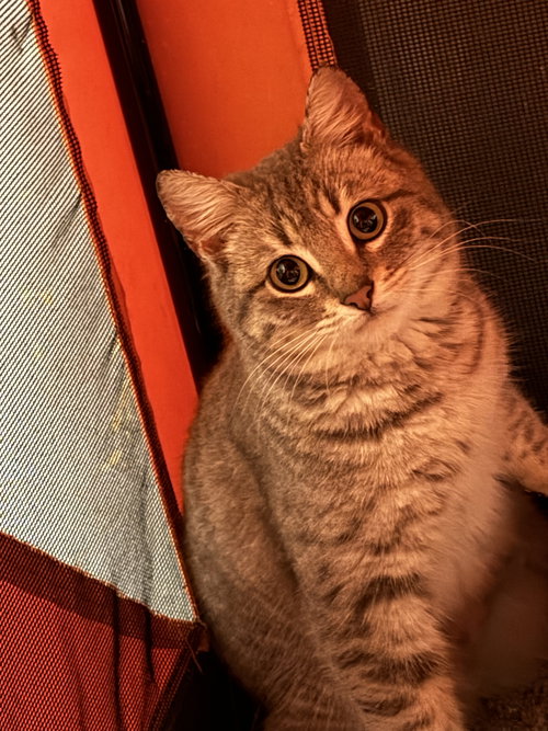 picture of the cat needing adoption