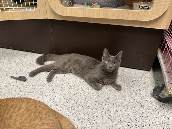 Mr. Gray ( BC)