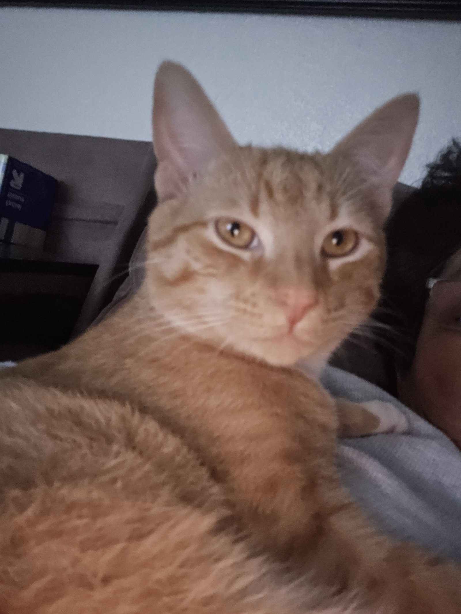 Garfield ( Alice) Image