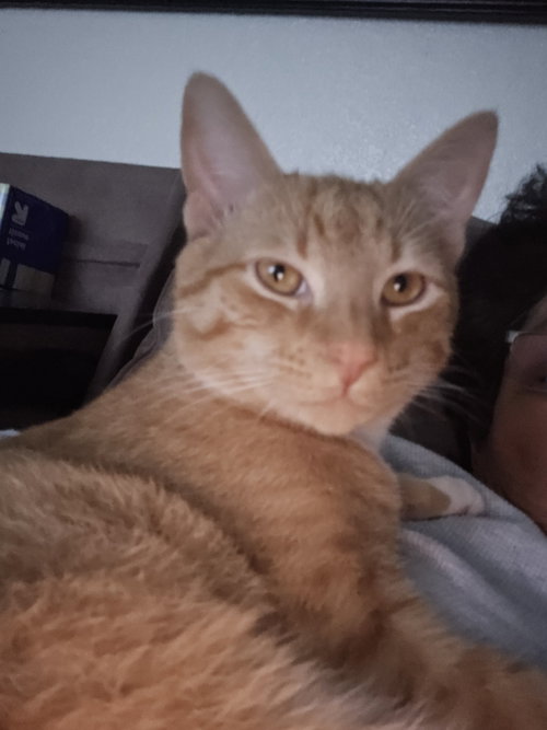 picture of the cat needing adoption