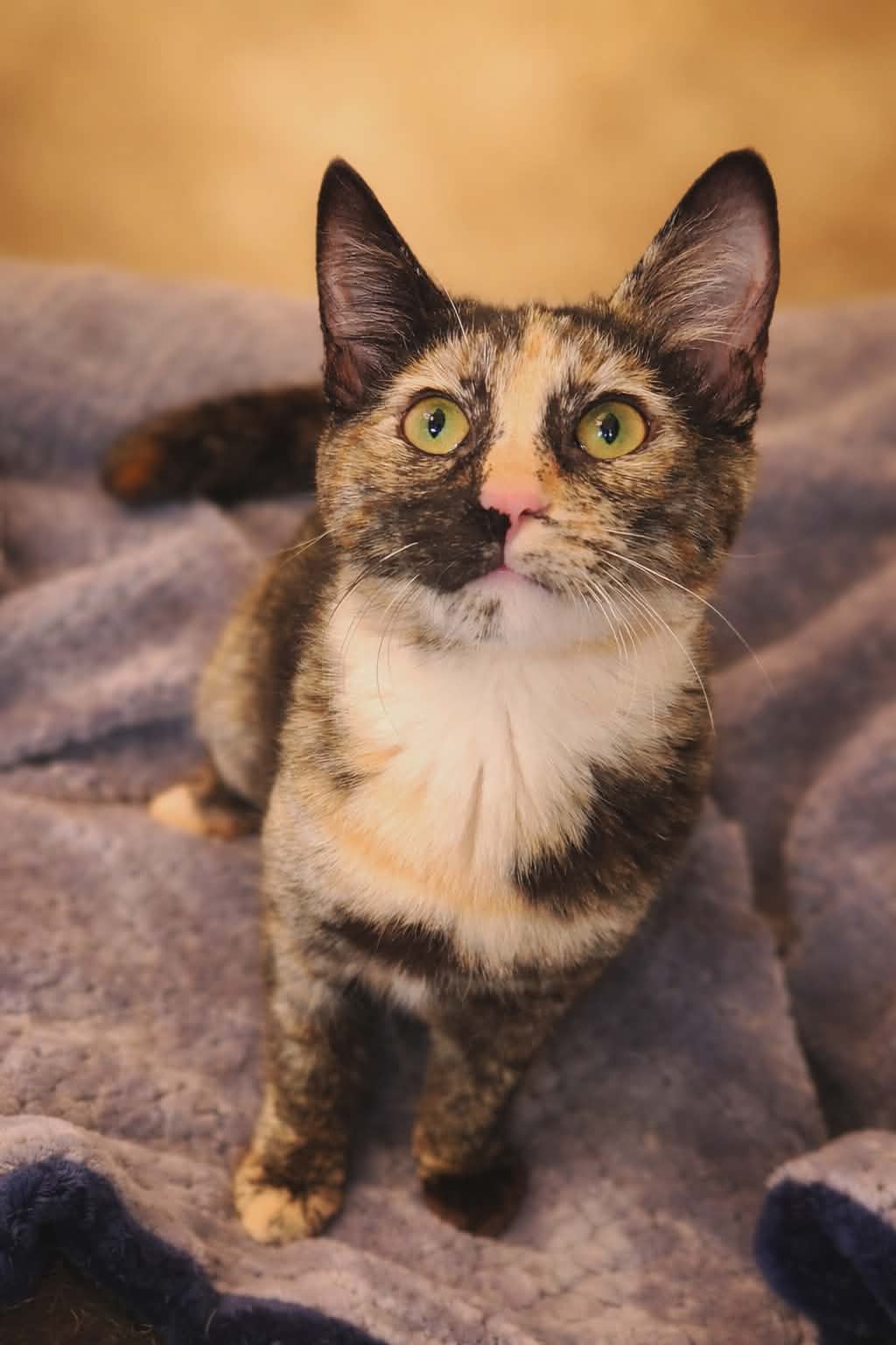 Coco ( MP ) Image