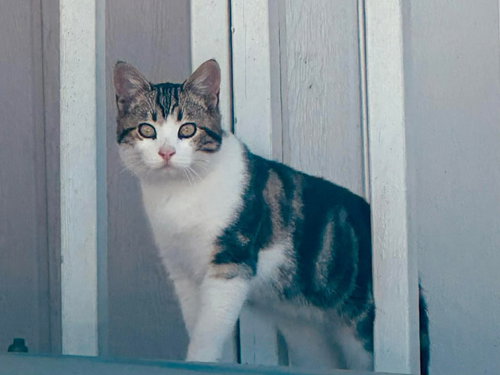 picture of the cat needing adoption