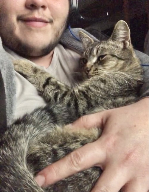 picture of the cat needing adoption