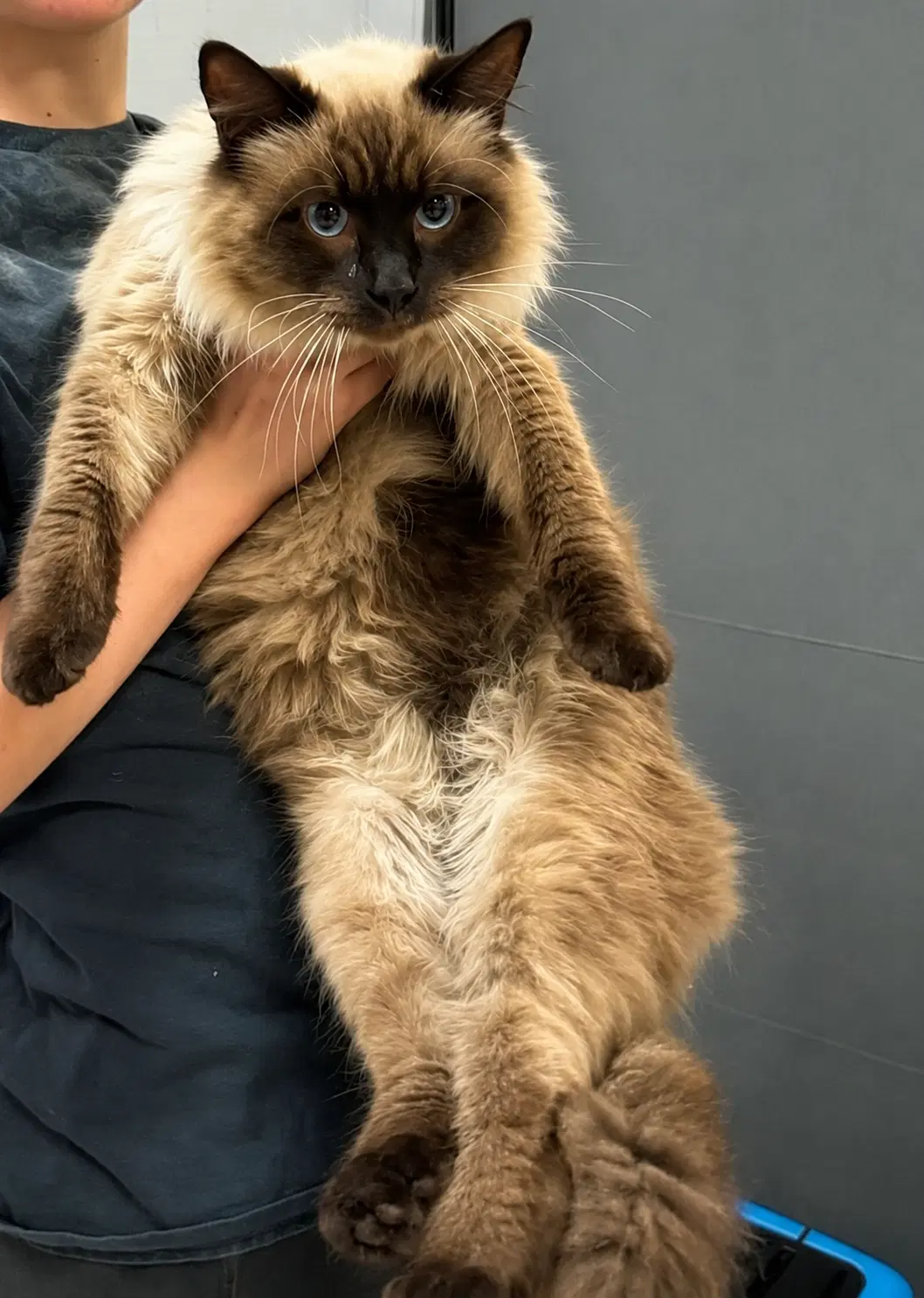 Rugby  Bc - Siamese