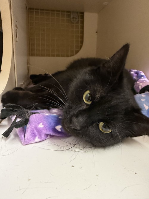 picture of the cat needing adoption
