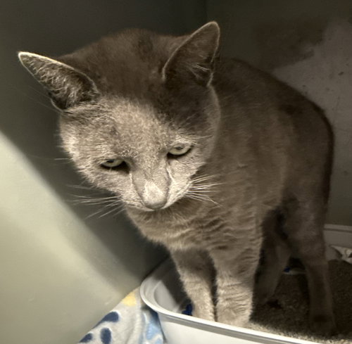 picture of the cat needing adoption