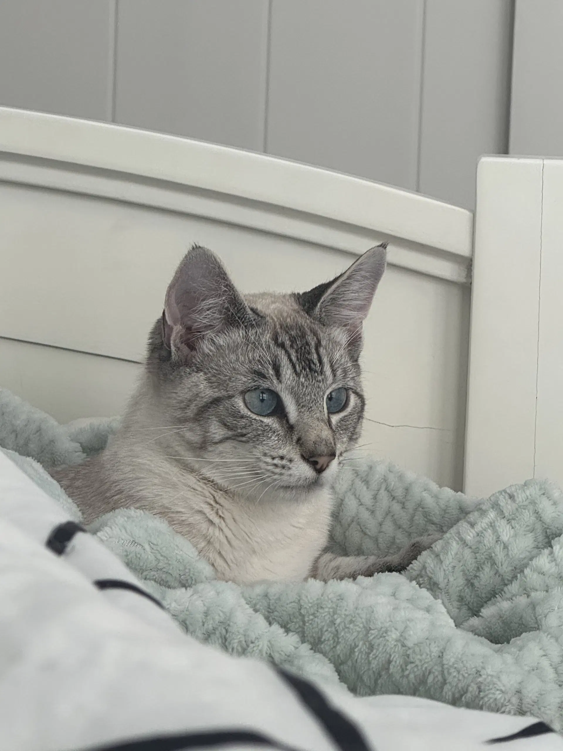 Kitt  Napa - Siamese