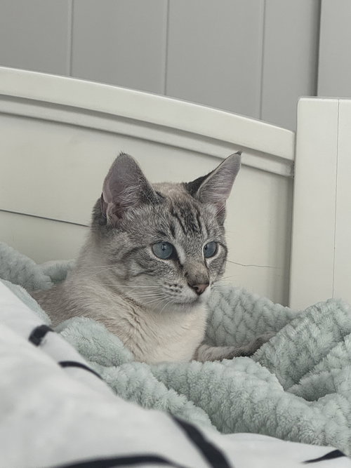 picture of the cat needing adoption
