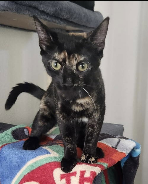 Dot ( Alice), Baby Tortoiseshell, cat for adoption in Oakley, California