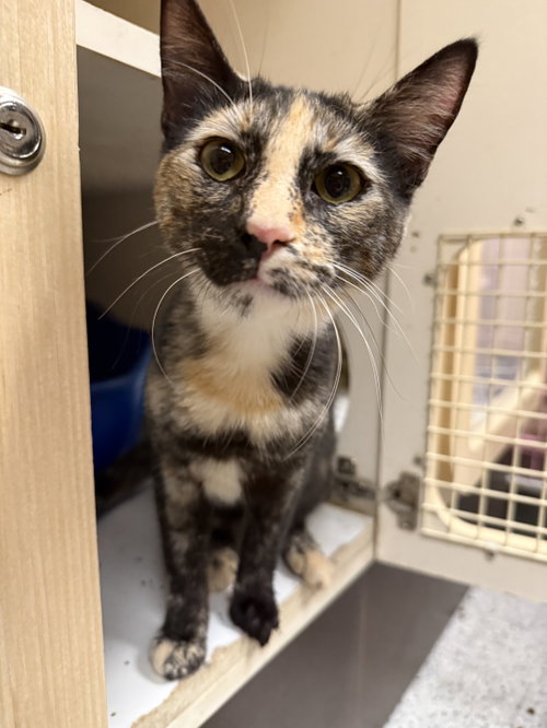 Dot ( Alice), an adoptable Tortoiseshell in danville, CA