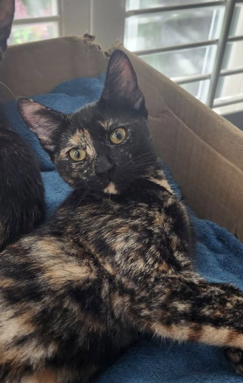 picture of the cat needing adoption
