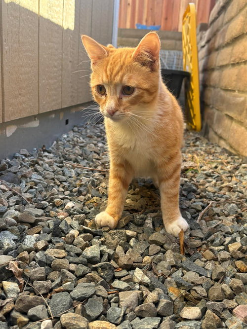 Gaston, an adoptable Tabby in danville, CA