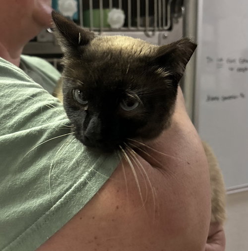 Aggy ( BC), an adoptable Siamese in danville, CA