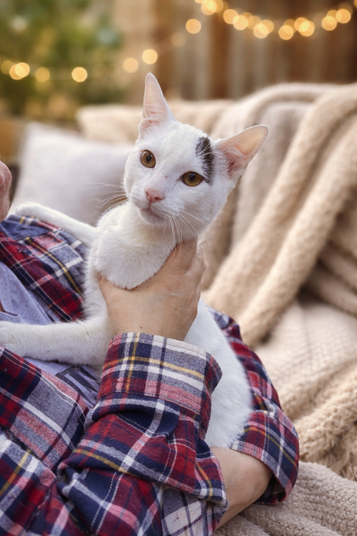 Kylan Napa, an adoptable Turkish Van in danville, CA