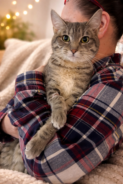 Honey, an adoptable Tabby in danville, CA