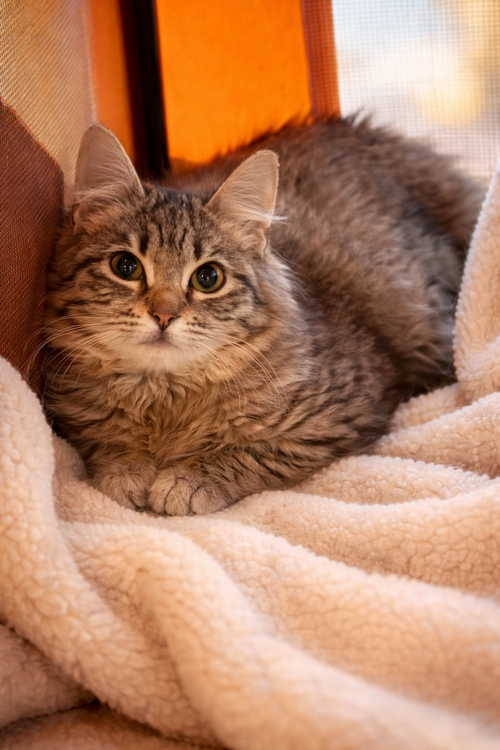 Mittens Napa, an adoptable Domestic Medium Hair in danville, CA