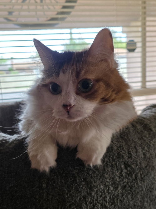 CoCo ( NL) Petco, Adult Calico (long coat), cat for adoption in Oakley, California