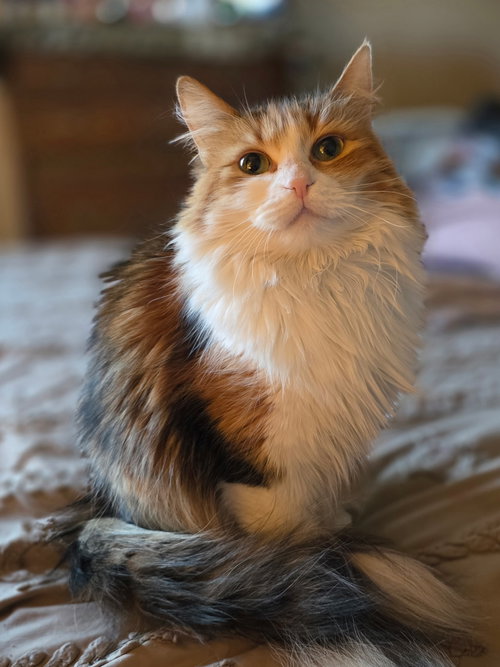 Ginger ( NL) Napa, Adult Calico (long coat), cat for adoption in Oakley, California