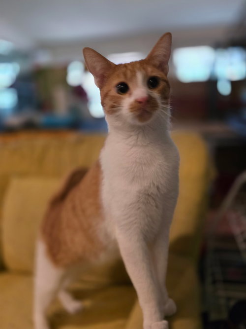 Oscar ( NL), Young Domestic Short Hair (short coat), cat for adoption in Oakley, California