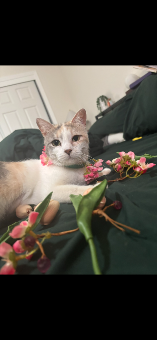 Snickerdoodle ( CW), Adult Calico (short coat), cat for adoption in Oakley, California