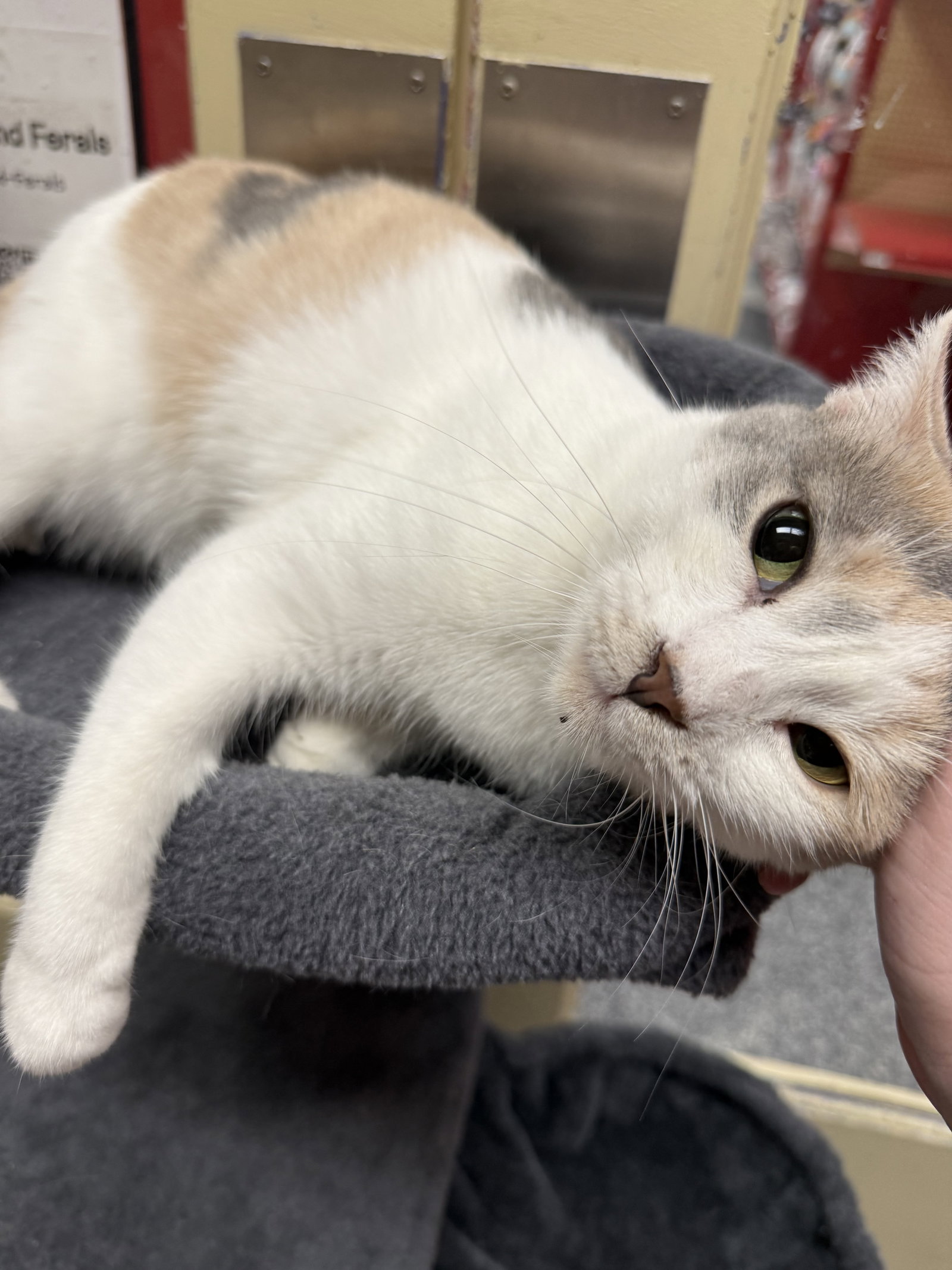 Snickerdoodle @Petco Napa