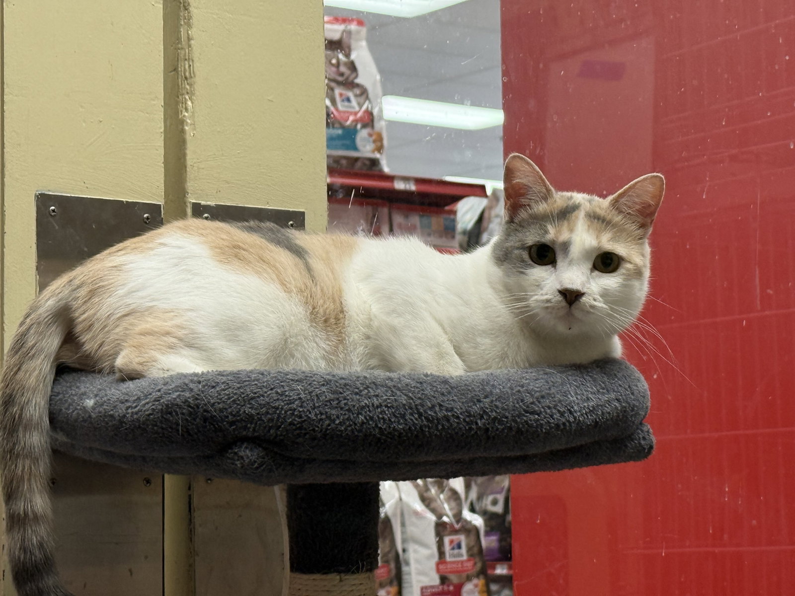 Snickerdoodle @Petco Napa, photo 3