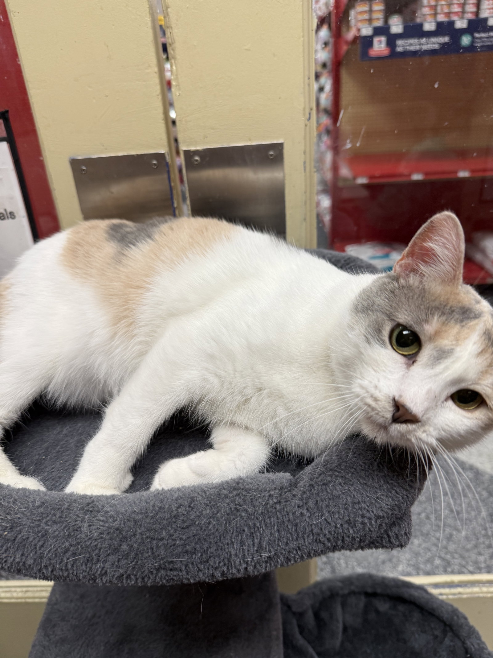 Snickerdoodle @Petco Napa, photo 4