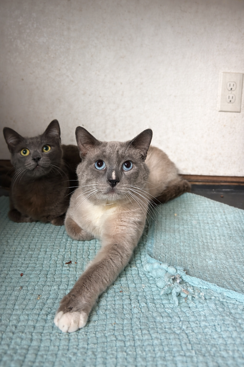 Blossom Boy, Young Siamese (short coat), cat for adoption in Oakley, California