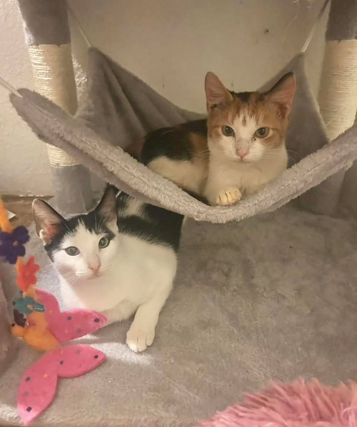 Jasmine and Lilycoi, Baby Calico / Tuxedo (short coat), cat for adoption in Oakley, California