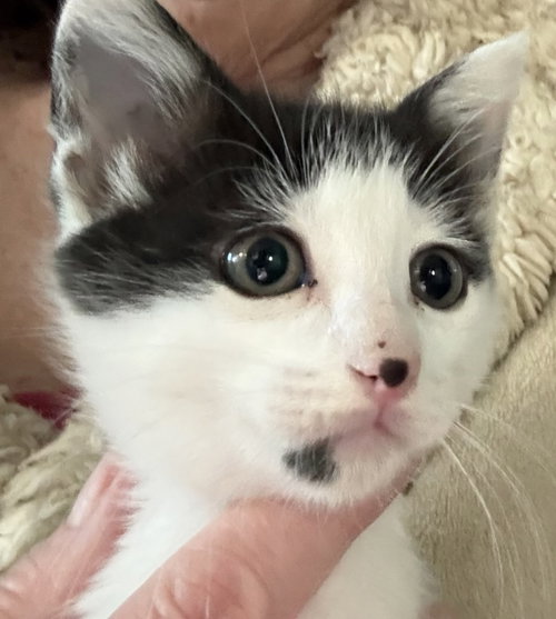 Bramble Napa, an adoptable Domestic Short Hair in danville, CA