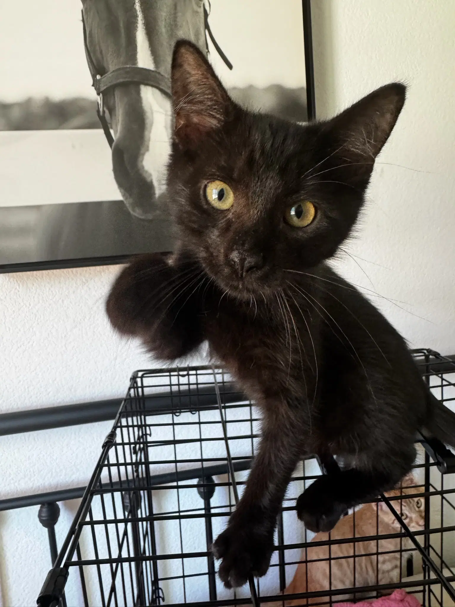 Papi - Domestic Short Hair