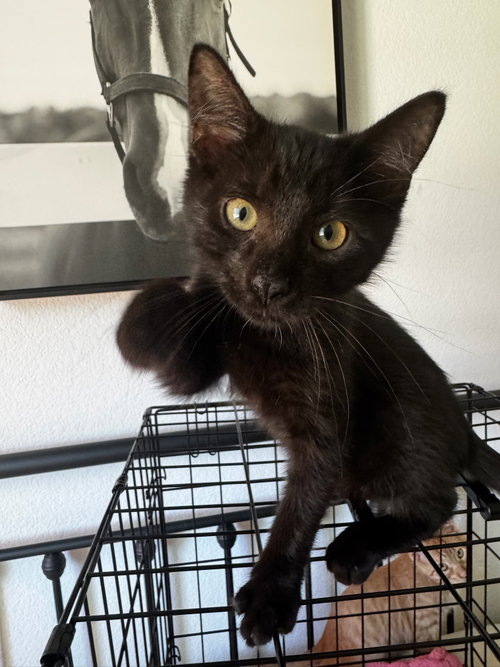 Papi, an adoptable Domestic Short Hair in danville, CA