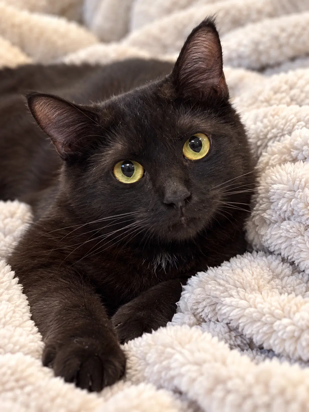 Papi - Domestic Short Hair
