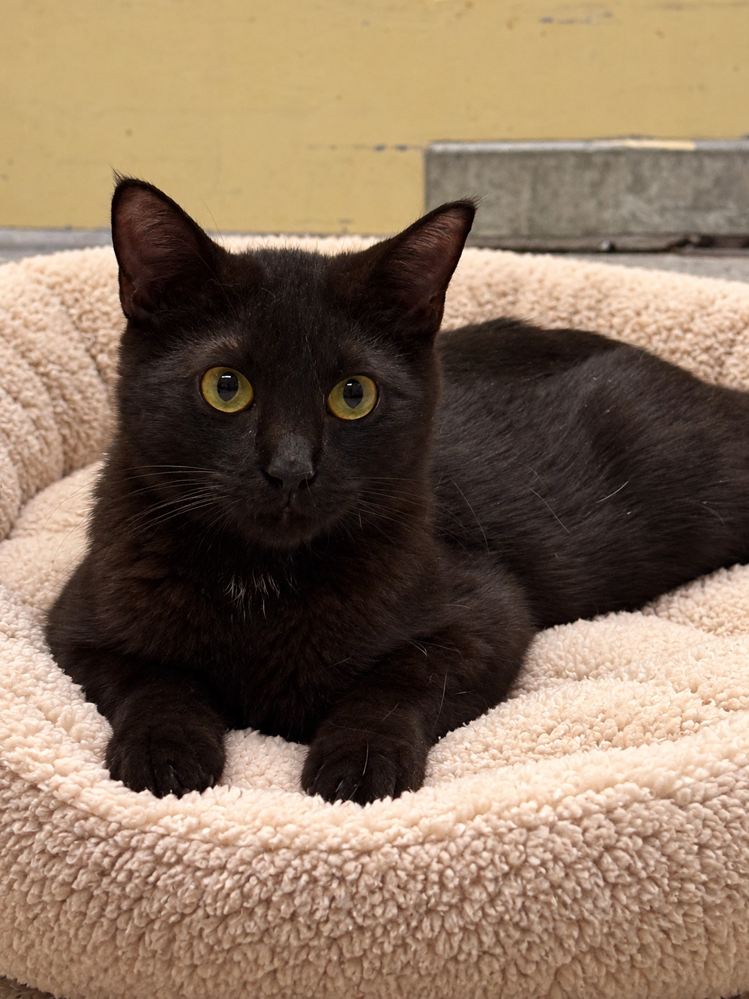 Papi (Napa Petco), photo 3