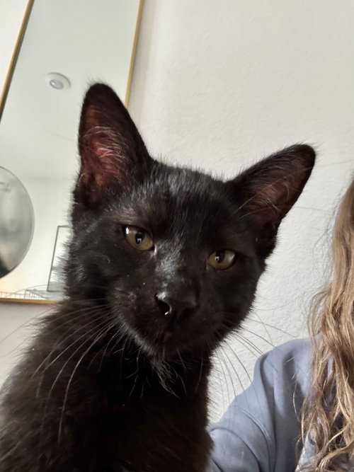 Pepe, an adoptable Domestic Short Hair in danville, CA
