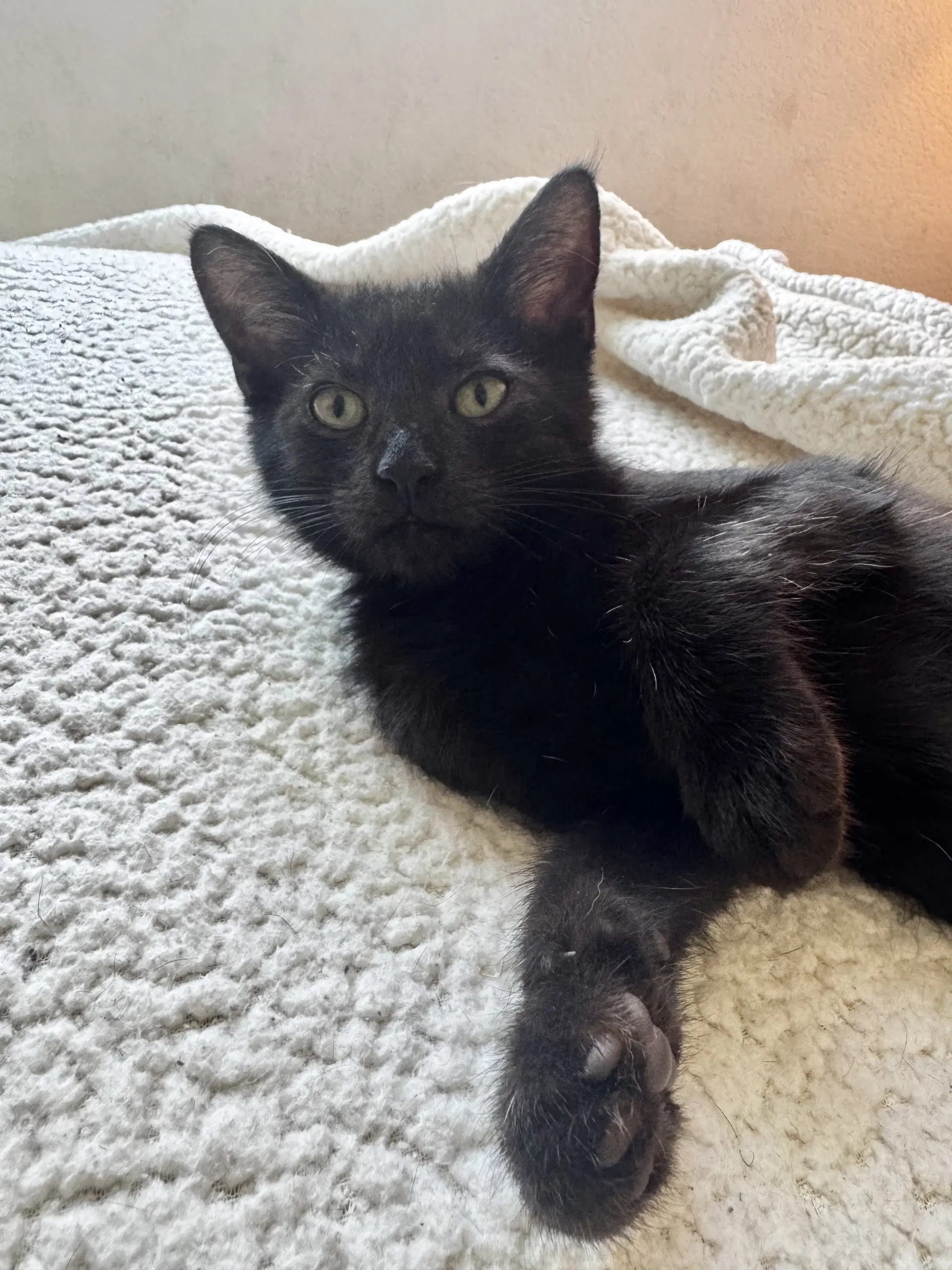 Percy - Domestic Short Hair