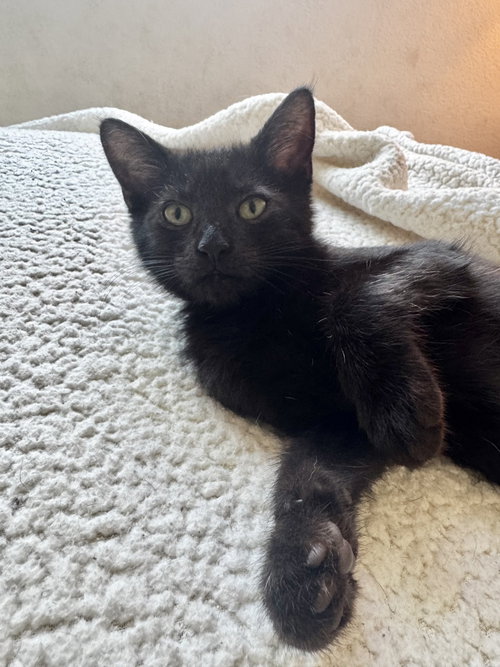 Percy, an adoptable Domestic Short Hair in danville, CA