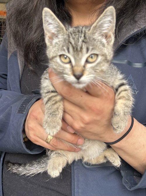 Kiki Napa, an adoptable American Shorthair in danville, CA