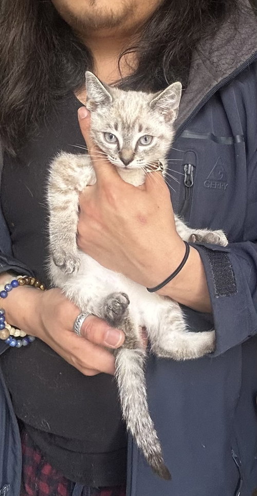 Timmy, an adoptable Siamese in danville, CA