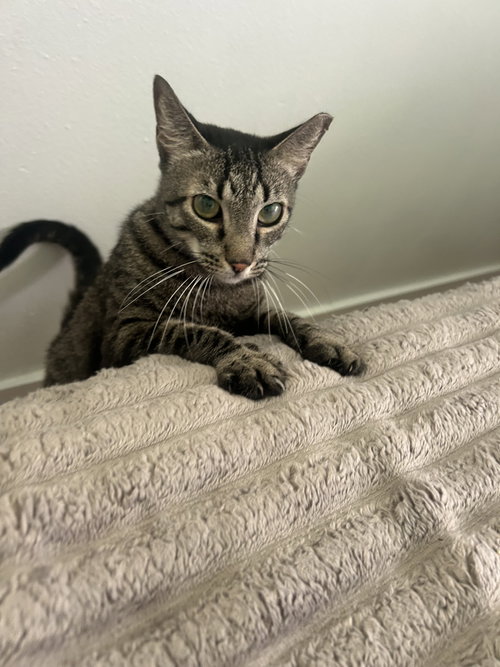Nalu Hawaii, an adoptable Oriental Tabby in danville, CA
