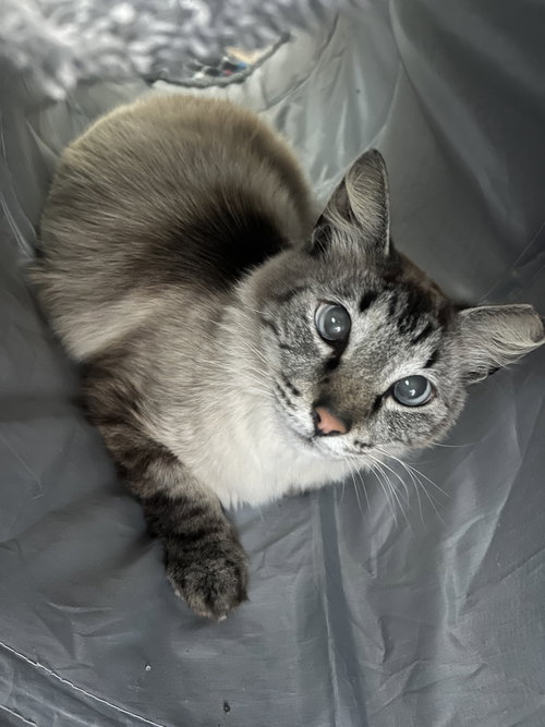 Cardoza Hawaii Napa, an adoptable Siamese in danville, CA
