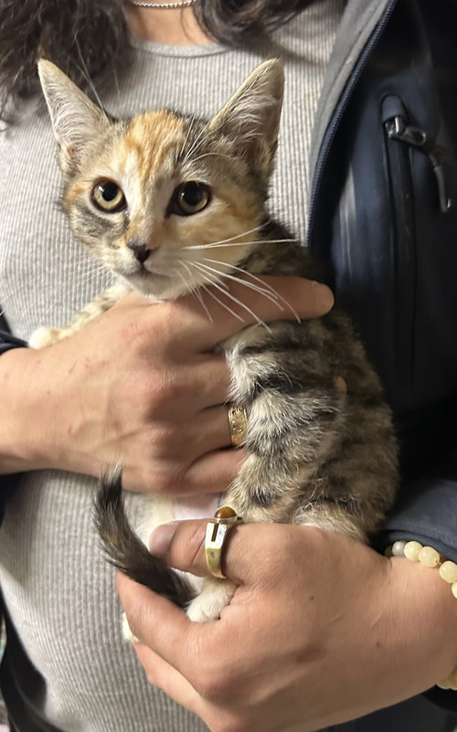Ella Calici Napa, an adoptable Calico in danville, CA
