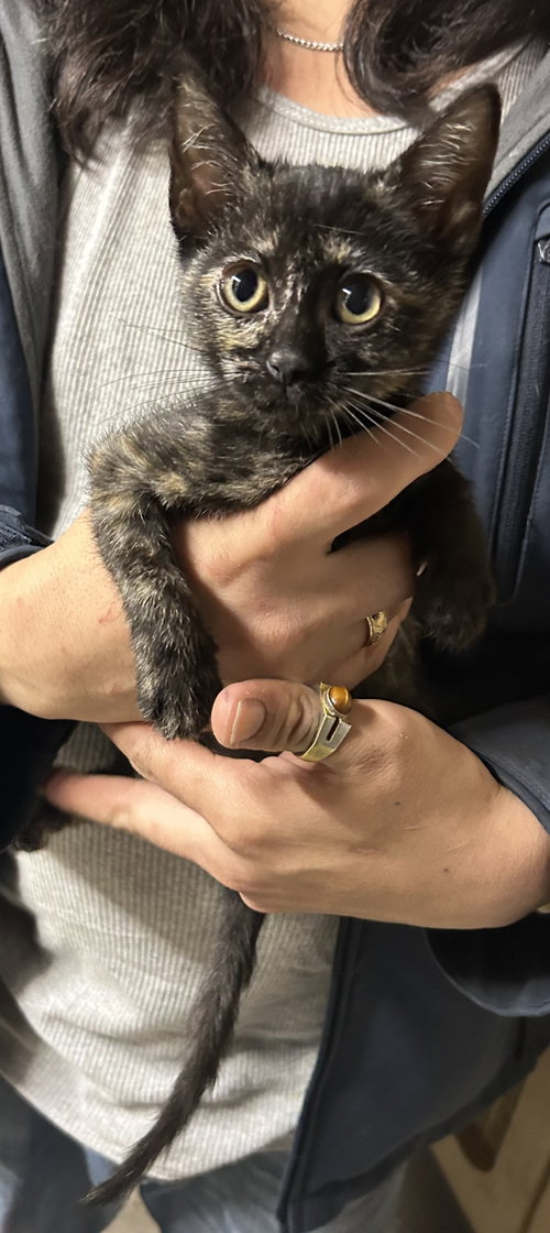 Emma Torti Napa, an adoptable Tortoiseshell in danville, CA