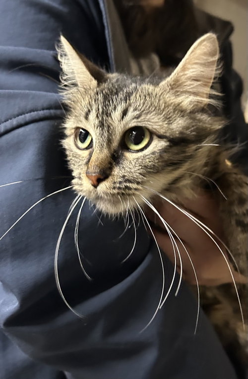 May Napa, an adoptable Domestic Long Hair in danville, CA