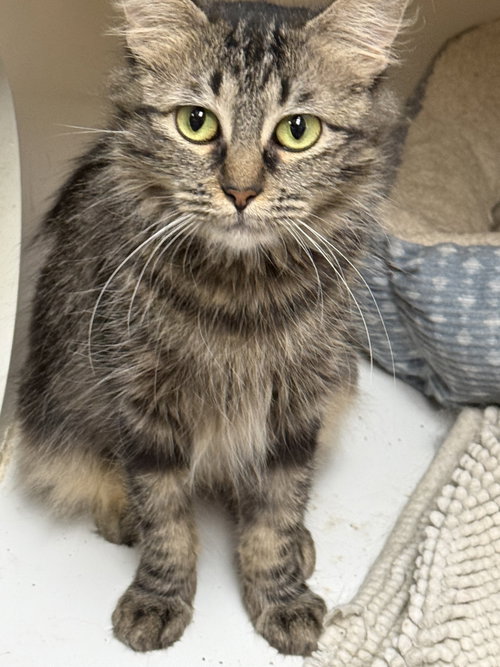 May Napa, Baby Domestic Long Hair (long coat), cat for adoption in Pittsburg, California