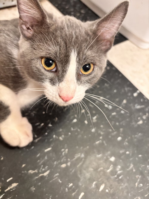 Han Solo ( EE), an adoptable Tuxedo in danville, CA