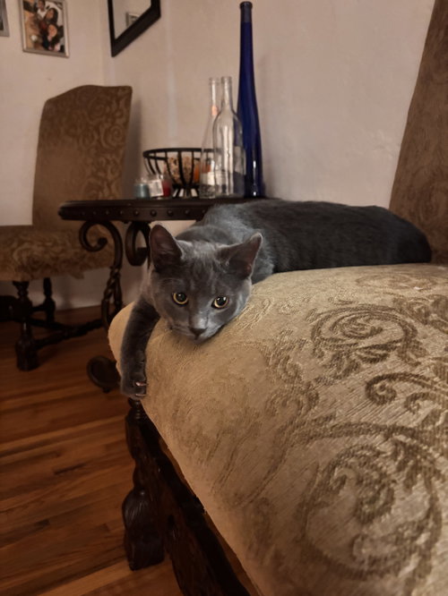 Princess  Leia ( EE), an adoptable Russian Blue in danville, CA